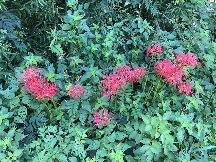 秋の花粉症が始まる時期 ブタクサ ヨモギ 静岡食べ歩きブログ しずれぽ